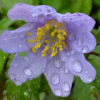 anemone nemorosa mid blue - abriachan nurseries
